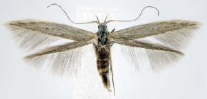  ( - jflandry1506)  @14 [ ] CreativeCommons - Attribution (2010) CBG Photography Group Centre for Biodiversity Genomics