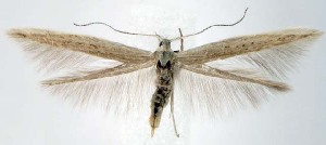  ( - jflandry1507)  @14 [ ] CreativeCommons - Attribution (2010) CBG Photography Group Centre for Biodiversity Genomics