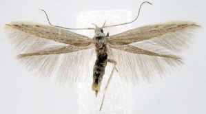  ( - jflandry1512)  @14 [ ] CreativeCommons - Attribution (2010) CBG Photography Group Centre for Biodiversity Genomics