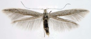  ( - jflandry1529)  @14 [ ] CreativeCommons - Attribution (2010) CBG Photography Group Centre for Biodiversity Genomics