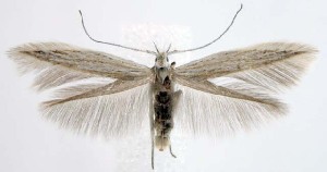  ( - jflandry1531)  @14 [ ] CreativeCommons - Attribution (2010) CBG Photography Group Centre for Biodiversity Genomics