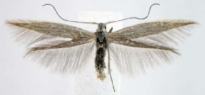  ( - jflandry1532)  @14 [ ] CreativeCommons - Attribution (2010) CBG Photography Group Centre for Biodiversity Genomics