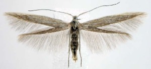  ( - jflandry1533)  @14 [ ] CreativeCommons - Attribution (2010) CBG Photography Group Centre for Biodiversity Genomics