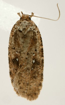  (Agonopterix clemensella - jflandry1725)  @13 [ ] CreativeCommons - Attribution Non-Commercial Share-Alike (2010) CBG Photography Group Centre for Biodiversity Genomics