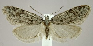  (Semioscopis megamicrella - jflandry1756)  @15 [ ] Copyright (2007) Jean-Francois Landry Canadian National Collection