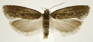  ( - jflandry1771)  @13 [ ] CreativeCommons - Attribution (2010) CBG Photography Group Centre for Biodiversity Genomics