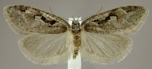  (Semioscopis merriccella - jflandry1775)  @14 [ ] Copyright (2007) Jean-Francois Landry Canadian National Collection