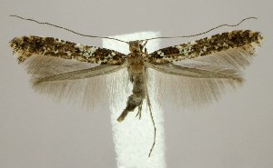  (Caloptilia serotinella - jflandry1816)  @14 [ ] Copyright (2007) Jean-Francois Landry Canadian National Collection