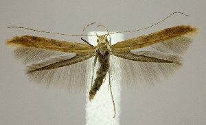  (Caloptilia alnivorella - jflandry1823)  @14 [ ] Copyright (2007) Jean-Francois Landry Canadian National Collection