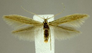  (Coleophora fagicorticella - jflandry2010)  @14 [ ] Copyright (2007) Jean-Francois Landry Canadian National Collection