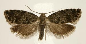  (Epinotia nanana - jflandry2050)  @15 [ ] Copyright (2007) Jean-Francois Landry Canadian National Collection