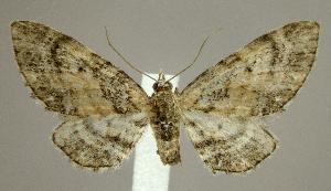  (Eupithecia cf. maestosa - jflandry2051)  @14 [ ] Copyright (2007) Jean-Francois Landry Canadian National Collection
