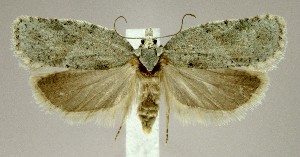  (Acleris logiana - jflandry2233)  @15 [ ] Copyright (2005) Jean-Francois Landry Canadian National Collection