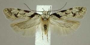  (Pseudotelphusa ontariensis - jflandry2283)  @15 [ ] Copyright (2005) Jean-Francois Landry Canadian National Collection