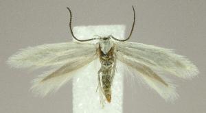  (Elachista griseicornis - jflandry2347)  @14 [ ] Copyright (2007) Jean-Francois Landry Canadian National Collection