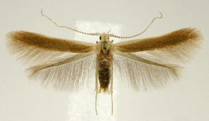  (Coleophora laticornella - jflandry2378)  @15 [ ] Copyright (2007) Jean-Francois Landry Canadian National Collection