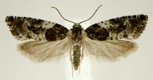  (Gypsonoma adjuncta - jflandry2473)  @14 [ ] Copyright (2007) Jean-Francois Landry Canadian National Collection