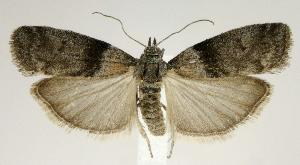  (Meroptera abditiva - jflandry2508)  @14 [ ] Copyright (2007) Jean-Francois Landry Canadian National Collection
