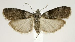  (Meroptera pravella - jflandry2509)  @15 [ ] Copyright (2007) Jean-Francois Landry Canadian National Collection