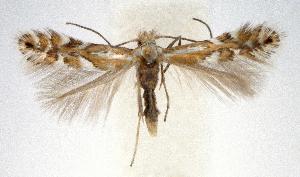  (Phyllonorycter junoniella - jflandry2538)  @14 [ ] Copyright (2007) Jean-Francois Landry Canadian National Collection