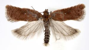  (Acleris caryosphena - jflandry2540)  @15 [ ] Copyright (2007) Jean-Francois Landry Canadian National Collection