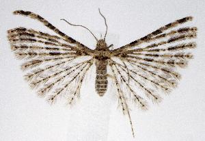  (Alucita montana - jflandry2548)  @15 [ ] Copyright (2007) Jean-Francois Landry Canadian National Collection