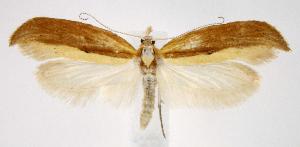  (Ypsolopha canariella - jflandry2566)  @14 [ ] Copyright (2007) Jean-Francois Landry Canadian National Collection
