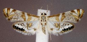  (Petrophila kearfottalis - jflandry2570)  @15 [ ] Copyright (2007) Jean-Francois Landry Canadian National Collection