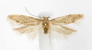  (Pseudotelphusa incana - jflandry2706)  @13 [ ] Copyright (2007) Jean-Francois Landry Canadian National Collection