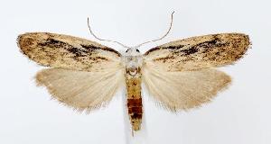  (Aphomia fulminalis - jflandry2817)  @15 [ ] Copyright (2007) Jean-Francois Landry Canadian National Collection