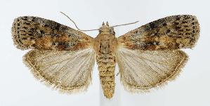  ( - jflandry2872)  @14 [ ] Copyright (2007) Jean-Francois Landry Canadian National Collection