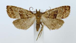  (Hypenodes n. sp. 4 - jflandry2930)  @14 [ ] Copyright (2007) Jean-Francois Landry Canadian National Collection