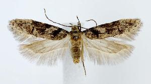  (Pseudotelphusa palliderosacella - jflandry3017)  @14 [ ] Copyright (2007) Jean-Francois Landry Canadian National Collection