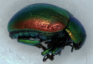  (Chrysolina graminis - MIS_LEM_MS_0000383)  @14 [ ] Unspecified (default): All Rights Reserved  Unspecified Unspecified