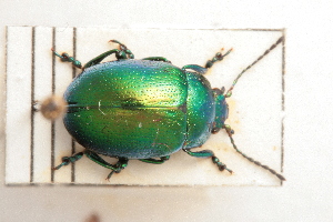  (Chrysolina herbacea - MIS_LEM_MS_0000620)  @14 [ ] Unspecified (default): All Rights Reserved  Unspecified Unspecified