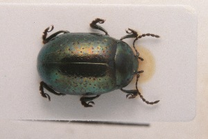  (Chrysolina quadrigemina - MIS_LEM_MS_0000839)  @14 [ ] Unspecified (default): All Rights Reserved  Unspecified Unspecified