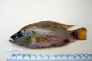  (Trichromis salvini - MX572)  @15 [ ] Unspecified (default): All Rights Reserved  Unspecified Unspecified