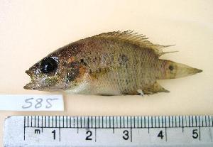  (Parachromis friedrichsthalii - MX585)  @14 [ ] Unspecified (default): All Rights Reserved  Unspecified Unspecified