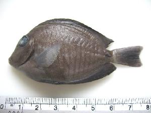  (Acanthurus chirurgus - ECO-CH-P5515A)  @14 [ ] Unspecified (default): All Rights Reserved  Unspecified Unspecified