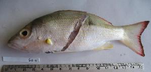  ( - MX223)  @13 [ ] Unspecified (default): All Rights Reserved  Unspecified Unspecified