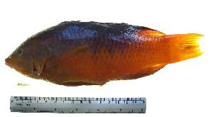  (Bodianus rufus - MX230)  @14 [ ] Unspecified (default): All Rights Reserved  Unspecified Unspecified