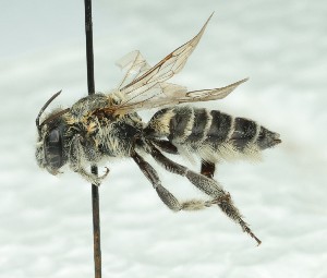  ( - CCDB-49424_A04)  @11 [ ] by  Cory Sheffield Royal Saskatchewan Museum
