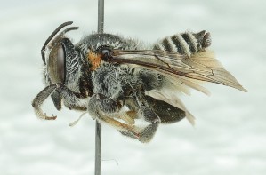  ( - CCDB-49424_A09)  @11 [ ] by  Cory Sheffield Royal Saskatchewan Museum