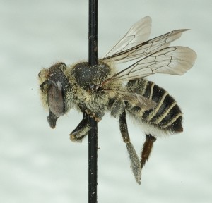  (Megachile gentilis - CCDB-49424_B11)  @11 [ ] by  Cory Sheffield Royal Saskatchewan Museum