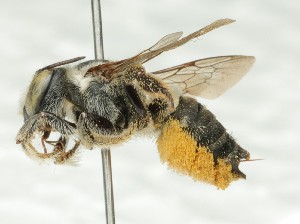  (Megachile crandalli - CCDB-49424_F08)  @11 [ ] by  Cory Sheffield Royal Saskatchewan Museum