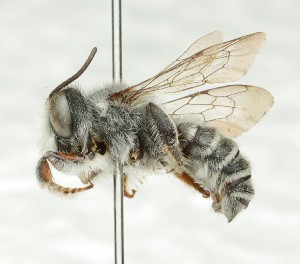  (Megachile pseudolegalis - CCDB-49424_F09)  @11 [ ] by  Cory Sheffield Royal Saskatchewan Museum