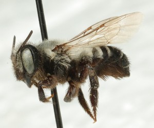  (Megachile oslari - CCDB-49424_H11)  @11 [ ] by  Cory Sheffield Royal Saskatchewan Museum