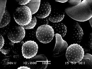  ( - 417MEC-SAC-SW1.1)  @11 [ ] Copyright (2009) Richard Hamelin Laboratory Natural Resources Canada