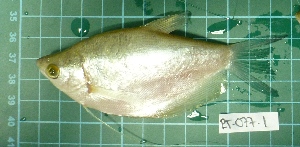  (Trichopodus microlepis - CMGG-2012-417)  @14 [ ] CreativeCommons - Attribution Non-Commercial Share-Alike (2013) CMGG CMGG