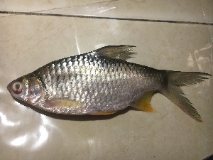  ( - BD 131018 Barbo)  @11 [ ] Copyright (2018) Unspecified Ho Chi Minh University of Science
